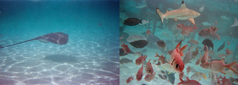 Aquarium Polynesie