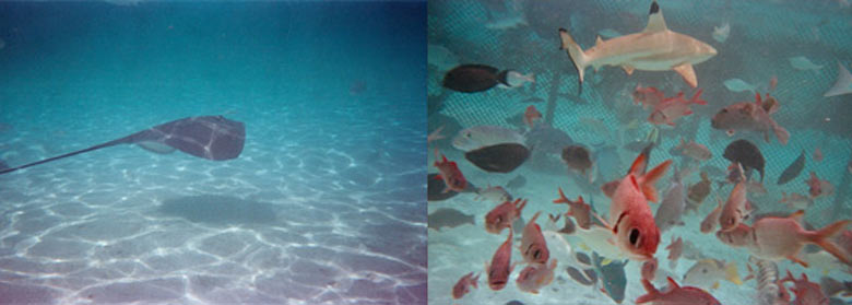 Aquarium Polynesie