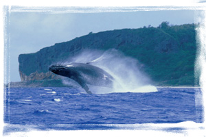 Baleines Australes