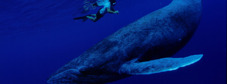 baleine polynesie