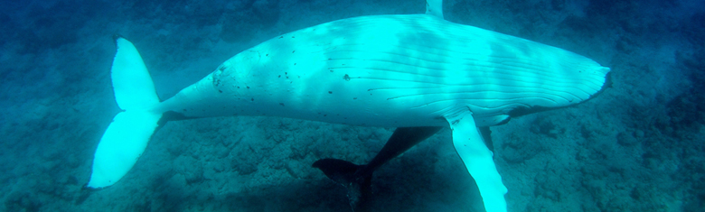 Polynesie baleine Rurutu