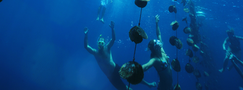 Polynesie perle huahine ferme