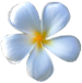 Fleur de Tiaré